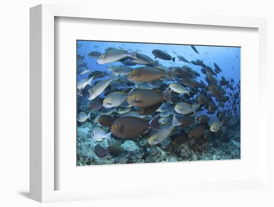 A Dense School of Yellowmask Surgeonfish, Indonesia-Stocktrek Images-Framed Photographic Print