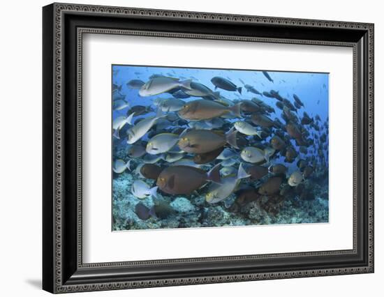 A Dense School of Yellowmask Surgeonfish, Indonesia-Stocktrek Images-Framed Photographic Print