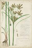 Descubes Botanical Grass I-A. Descubes-Art Print