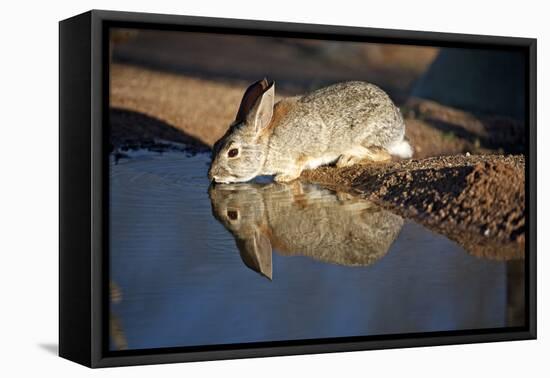 A Desert Cottontail, Sylvilagus Audubonii, Drinks at a Desert Pond-Richard Wright-Framed Premier Image Canvas