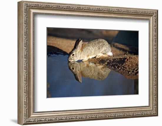 A Desert Cottontail, Sylvilagus Audubonii, Drinks at a Desert Pond-Richard Wright-Framed Photographic Print