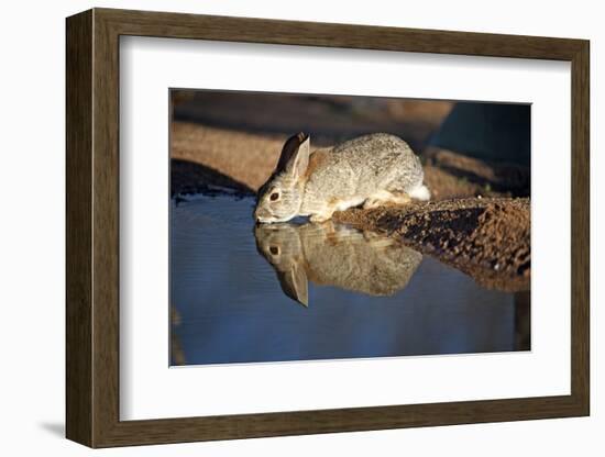 A Desert Cottontail, Sylvilagus Audubonii, Drinks at a Desert Pond-Richard Wright-Framed Photographic Print