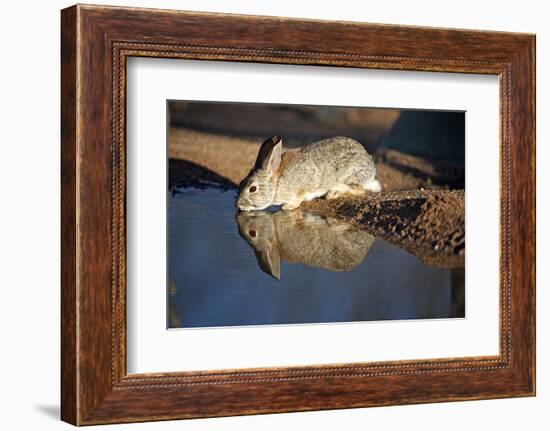 A Desert Cottontail, Sylvilagus Audubonii, Drinks at a Desert Pond-Richard Wright-Framed Photographic Print