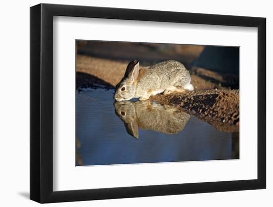 A Desert Cottontail, Sylvilagus Audubonii, Drinks at a Desert Pond-Richard Wright-Framed Photographic Print