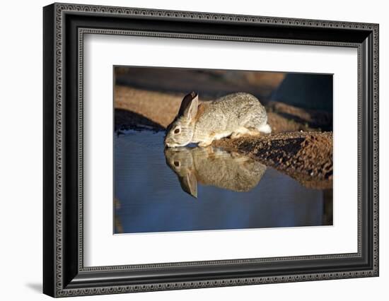 A Desert Cottontail, Sylvilagus Audubonii, Drinks at a Desert Pond-Richard Wright-Framed Photographic Print