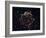 A Detailed View at the Tattered Remains of a Supernova Explosion known as Cassiopeia A-Stocktrek Images-Framed Photographic Print