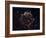 A Detailed View at the Tattered Remains of a Supernova Explosion known as Cassiopeia A-Stocktrek Images-Framed Photographic Print