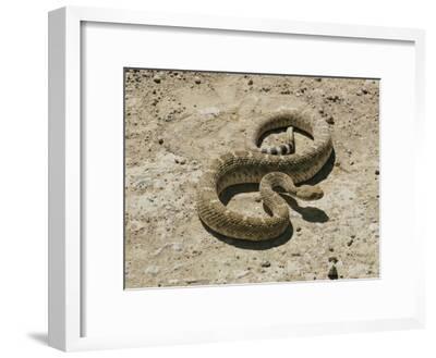 Wild Rattlesnake Desert Animal Wall Decor Art Contemporary Black Framed Picture
