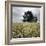 A Dilapidated Building in a Field-null-Framed Photographic Print