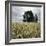 A Dilapidated Building in a Field-null-Framed Photographic Print