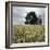 A Dilapidated Building in a Field-null-Framed Photographic Print