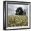 A Dilapidated Building in a Field-null-Framed Photographic Print