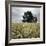 A Dilapidated Building in a Field-null-Framed Photographic Print