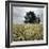 A Dilapidated Building in a Field-null-Framed Photographic Print