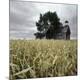Photographic Print