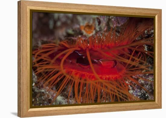 A Disco Clam on a Reef Near the Island of Sulawesi, Indonesia-Stocktrek Images-Framed Premier Image Canvas