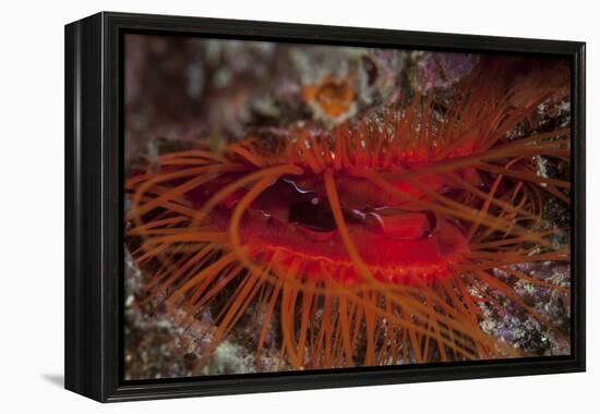 A Disco Clam on a Reef Near the Island of Sulawesi, Indonesia-Stocktrek Images-Framed Premier Image Canvas