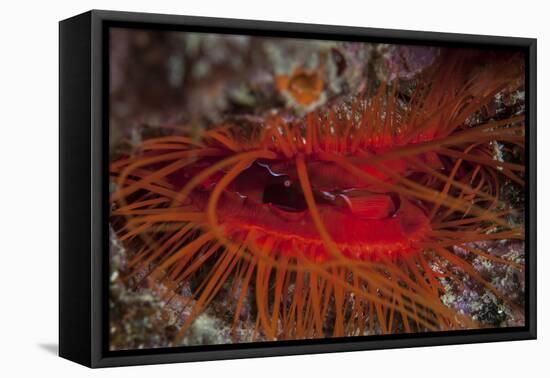 A Disco Clam on a Reef Near the Island of Sulawesi, Indonesia-Stocktrek Images-Framed Premier Image Canvas