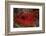 A Disco Clam on a Reef Near the Island of Sulawesi, Indonesia-Stocktrek Images-Framed Photographic Print