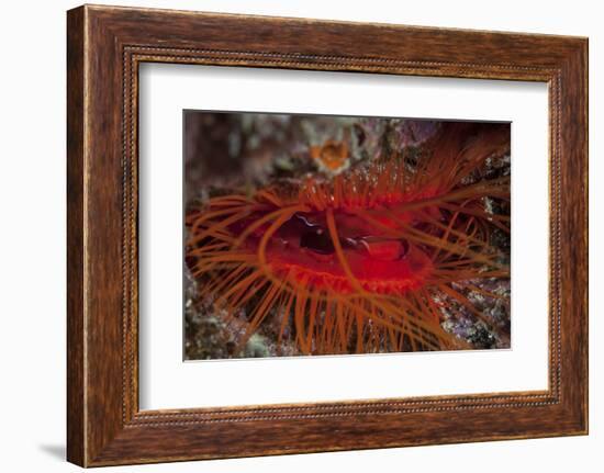 A Disco Clam on a Reef Near the Island of Sulawesi, Indonesia-Stocktrek Images-Framed Photographic Print