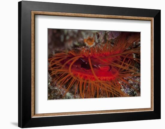 A Disco Clam on a Reef Near the Island of Sulawesi, Indonesia-Stocktrek Images-Framed Photographic Print