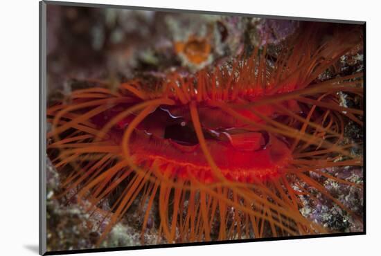 A Disco Clam on a Reef Near the Island of Sulawesi, Indonesia-Stocktrek Images-Mounted Photographic Print