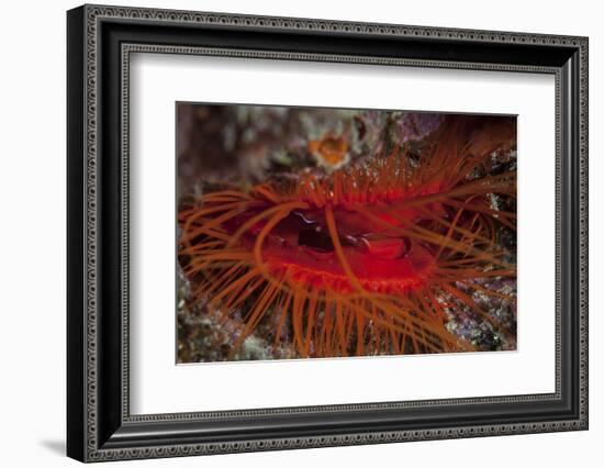 A Disco Clam on a Reef Near the Island of Sulawesi, Indonesia-Stocktrek Images-Framed Photographic Print