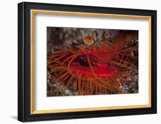 A Disco Clam on a Reef Near the Island of Sulawesi, Indonesia-Stocktrek Images-Framed Photographic Print