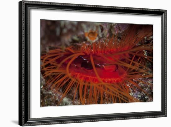 A Disco Clam on a Reef Near the Island of Sulawesi, Indonesia-Stocktrek Images-Framed Photographic Print