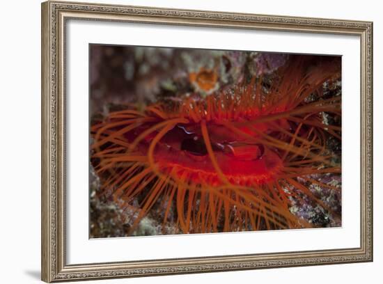 A Disco Clam on a Reef Near the Island of Sulawesi, Indonesia-Stocktrek Images-Framed Photographic Print