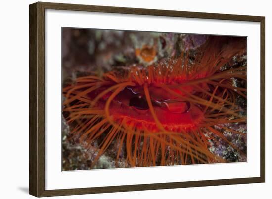 A Disco Clam on a Reef Near the Island of Sulawesi, Indonesia-Stocktrek Images-Framed Photographic Print