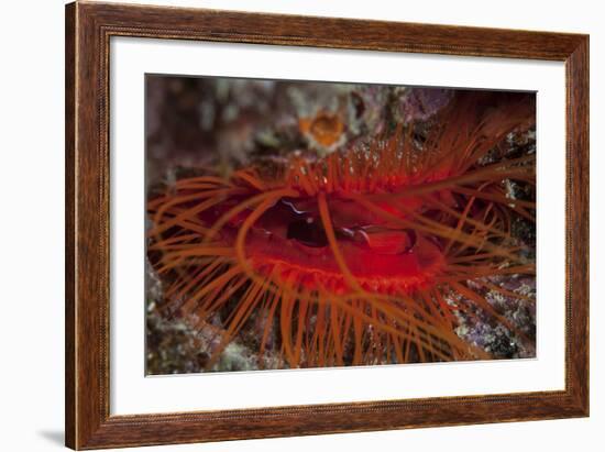 A Disco Clam on a Reef Near the Island of Sulawesi, Indonesia-Stocktrek Images-Framed Photographic Print