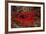 A Disco Clam on a Reef Near the Island of Sulawesi, Indonesia-Stocktrek Images-Framed Photographic Print