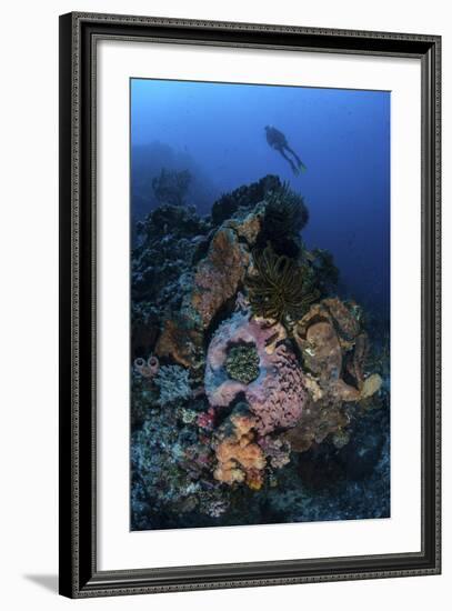 A Diver Above a Beautiful Reef in Komodo National Park, Indonesia-Stocktrek Images-Framed Photographic Print