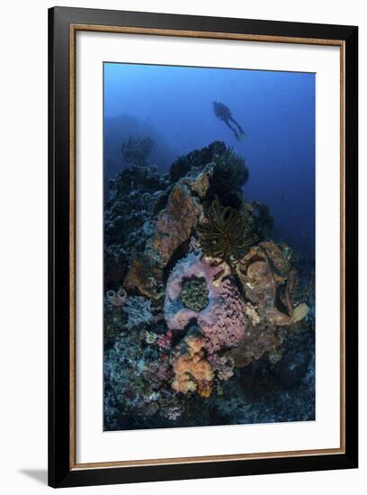 A Diver Above a Beautiful Reef in Komodo National Park, Indonesia-Stocktrek Images-Framed Photographic Print