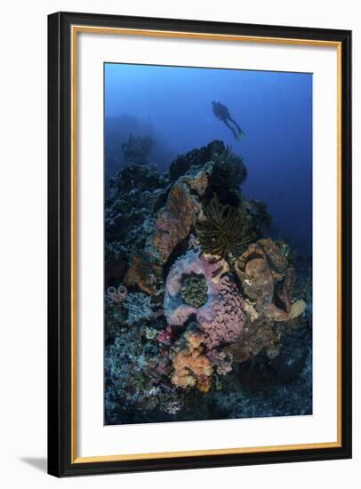 A Diver Above a Beautiful Reef in Komodo National Park, Indonesia-Stocktrek Images-Framed Photographic Print