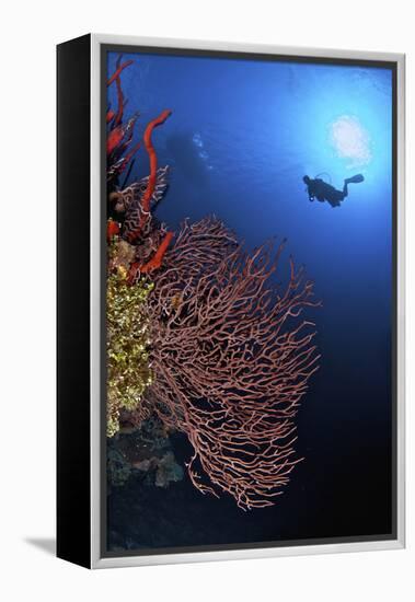 A Diver Approaches a Beautiful Gorgonian Sea Fan, Cayman Islands-Stocktrek Images-Framed Premier Image Canvas