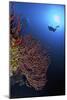 A Diver Approaches a Beautiful Gorgonian Sea Fan, Cayman Islands-Stocktrek Images-Mounted Photographic Print