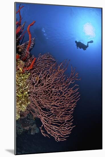 A Diver Approaches a Beautiful Gorgonian Sea Fan, Cayman Islands-Stocktrek Images-Mounted Photographic Print