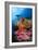 A Diver Approaches Colorful Soft Corals and Crinoids on the Reefs of Raja Ampat-null-Framed Photographic Print