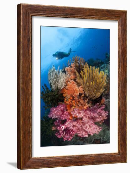 A Diver Approaches Colorful Soft Corals and Crinoids on the Reefs of Raja Ampat-null-Framed Photographic Print