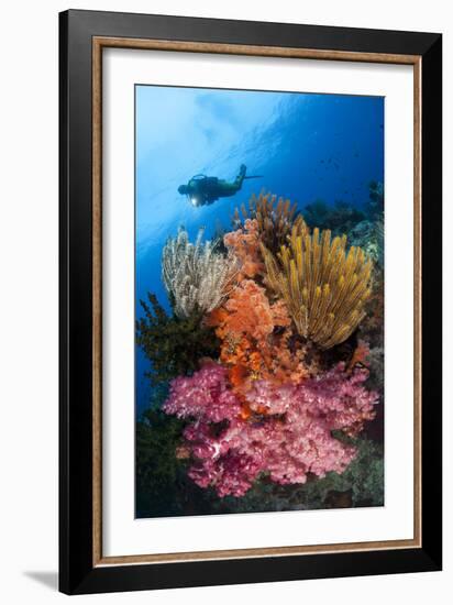 A Diver Approaches Colorful Soft Corals and Crinoids on the Reefs of Raja Ampat-null-Framed Photographic Print