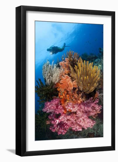 A Diver Approaches Colorful Soft Corals and Crinoids on the Reefs of Raja Ampat-null-Framed Photographic Print