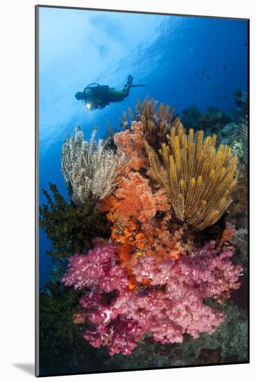 A Diver Approaches Colorful Soft Corals and Crinoids on the Reefs of Raja Ampat-null-Mounted Photographic Print