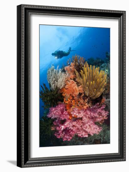 A Diver Approaches Colorful Soft Corals and Crinoids on the Reefs of Raja Ampat-null-Framed Photographic Print