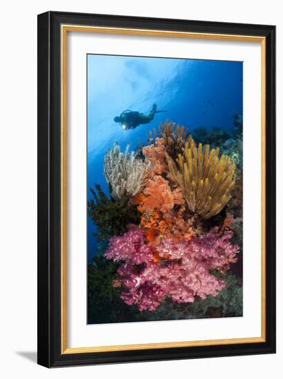 A Diver Approaches Colorful Soft Corals and Crinoids on the Reefs of Raja Ampat-null-Framed Photographic Print