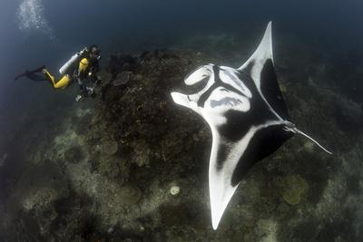 giant oceanic manta ray giant oceanic manta ray