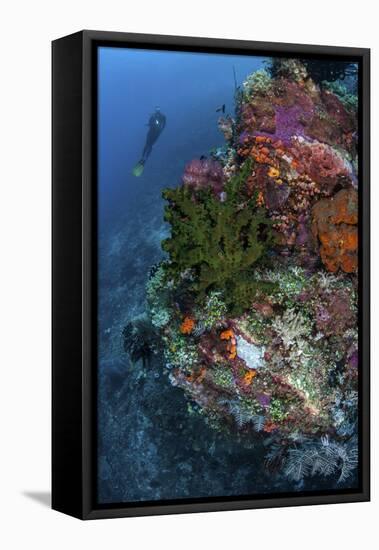 A Diver Hovers Above a Colorful Coral Reef-Stocktrek Images-Framed Premier Image Canvas