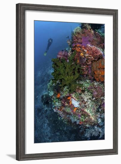 A Diver Hovers Above a Colorful Coral Reef-Stocktrek Images-Framed Photographic Print