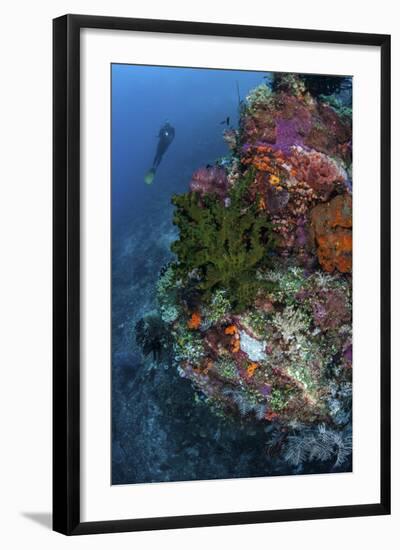 A Diver Hovers Above a Colorful Coral Reef-Stocktrek Images-Framed Photographic Print